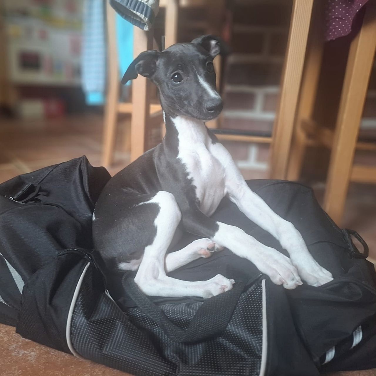 Soutěžní fotografie - Jamayca,  Whippet