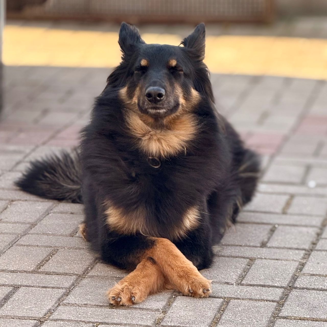 Soutěžní fotografie - Arya,  Chodský pes