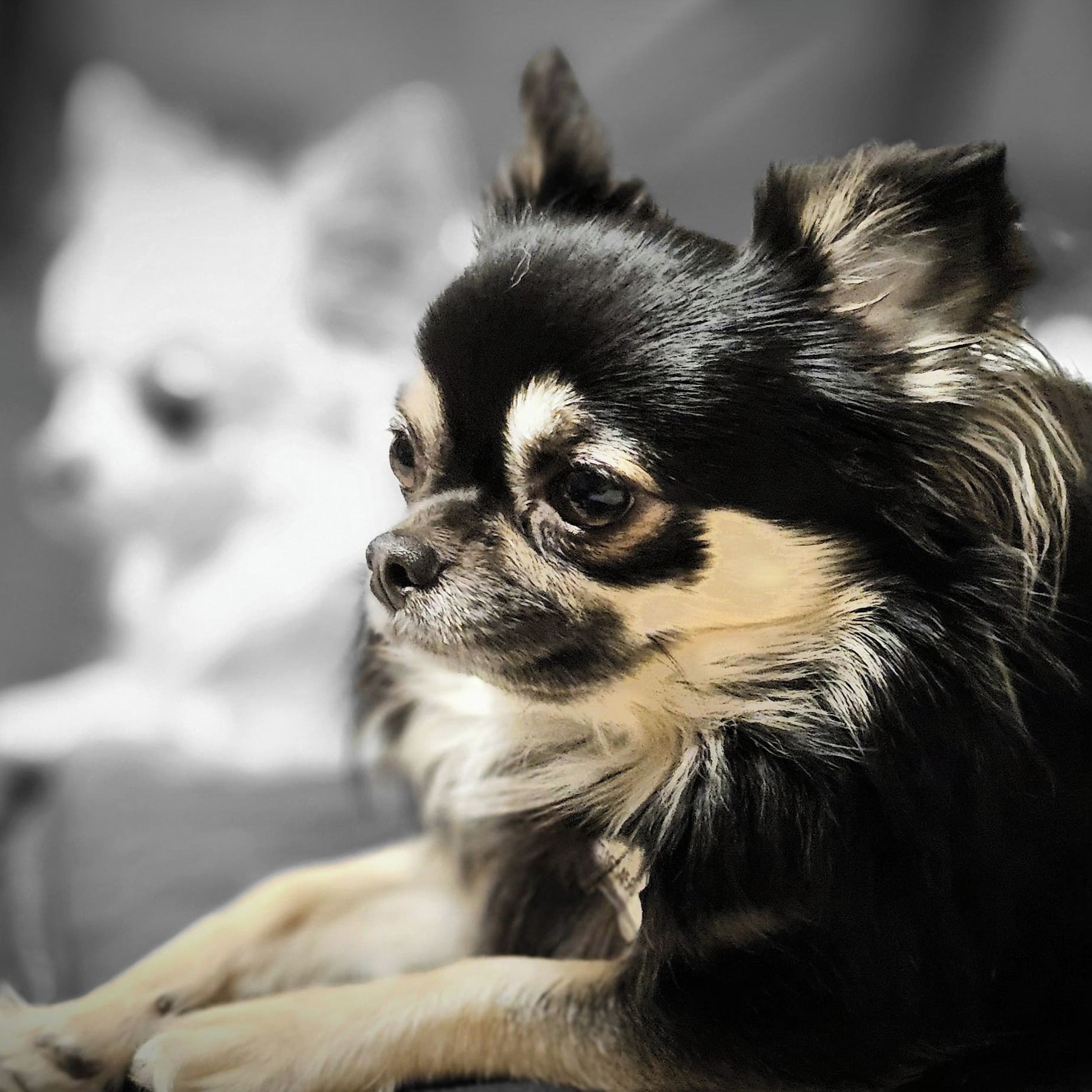 Soutěžní fotografie - Kuky,  Čivava dlouhosrstá