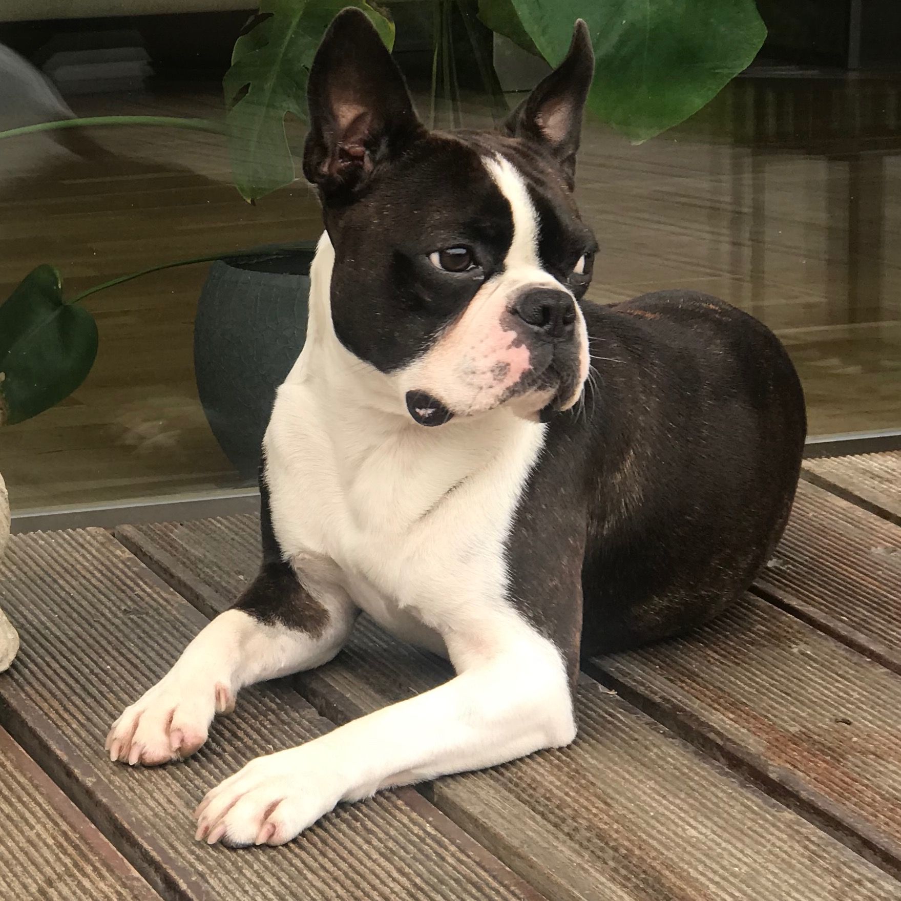 Soutěžní fotografie - Maxik,  Bostonský terier