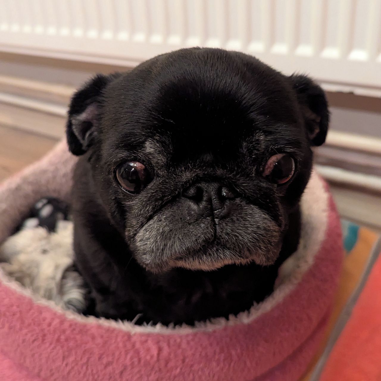 Soutěžní fotografie - Sisinka,  Mops