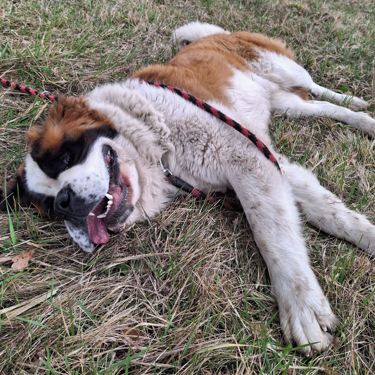 Soutěžní fotografie - Falco,  Svatobernardský pes