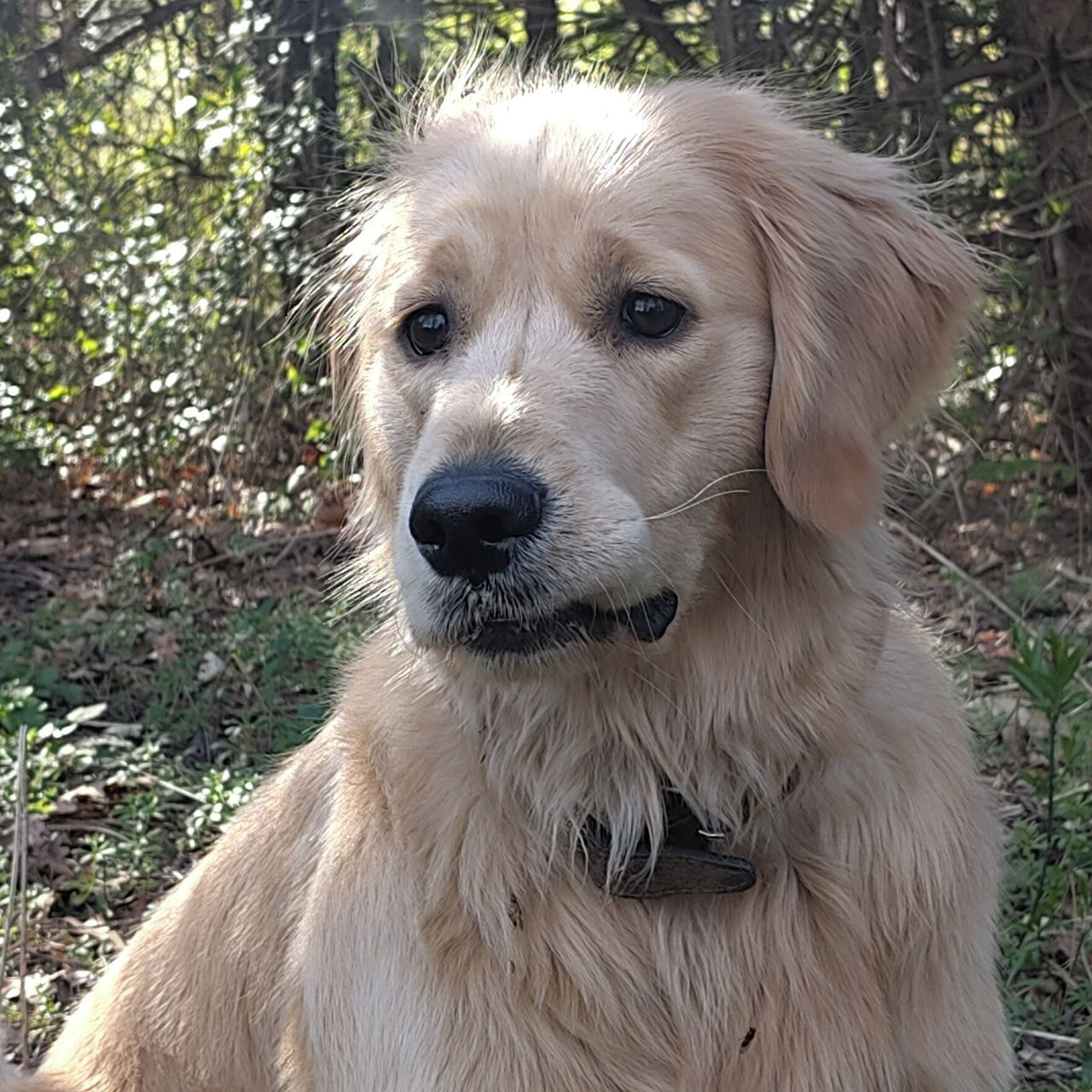 Soutěžní fotografie - Róza Eulalie,  Zlatý retriever