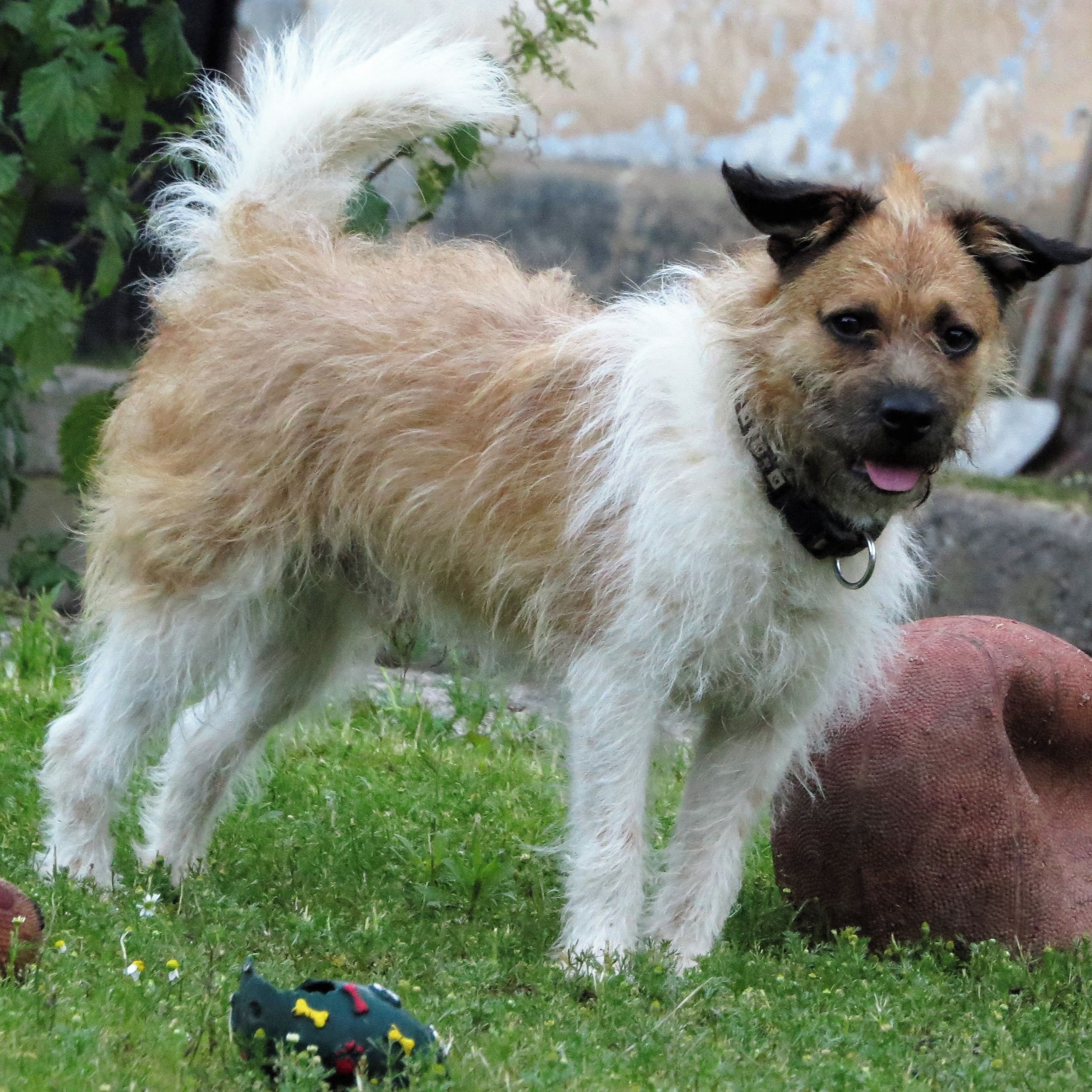 Soutěžní fotografie - Bobešek z útulku,  Ostatní