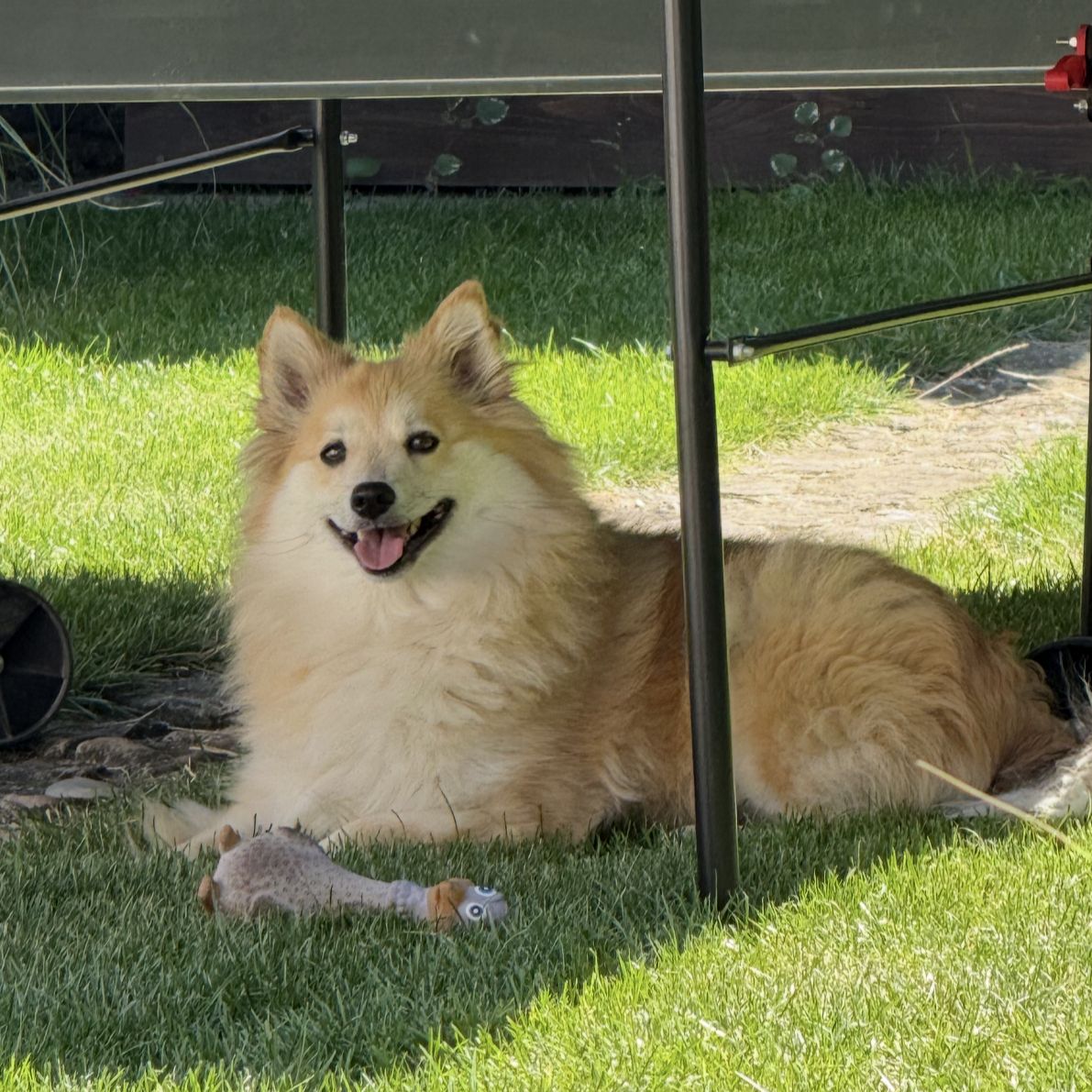 Soutěžní fotografie - Lilinka,  Německý špic střední