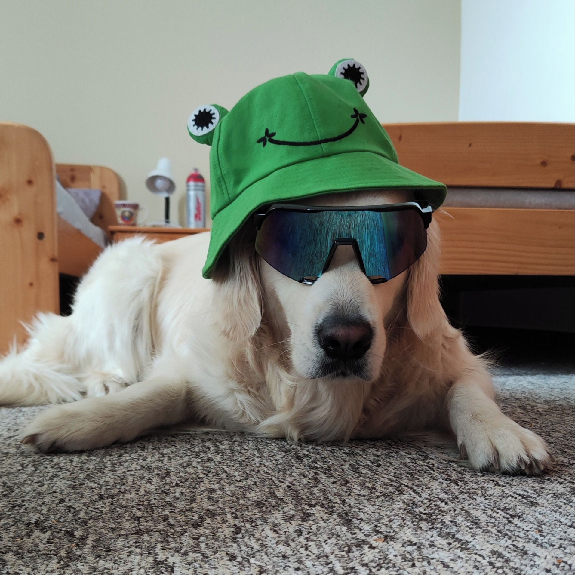 Soutěžní fotografie - Bella Bublina,  Zlatý retriever