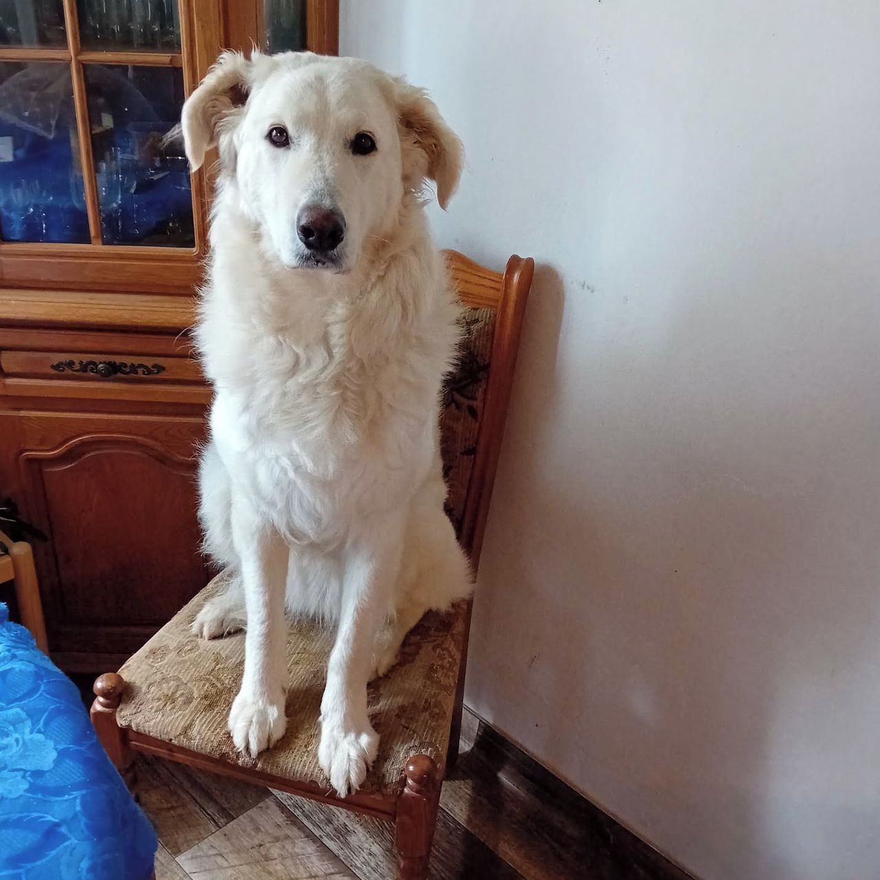 Soutěžní fotografie - Nela,  Středoasijský pastevecký pes