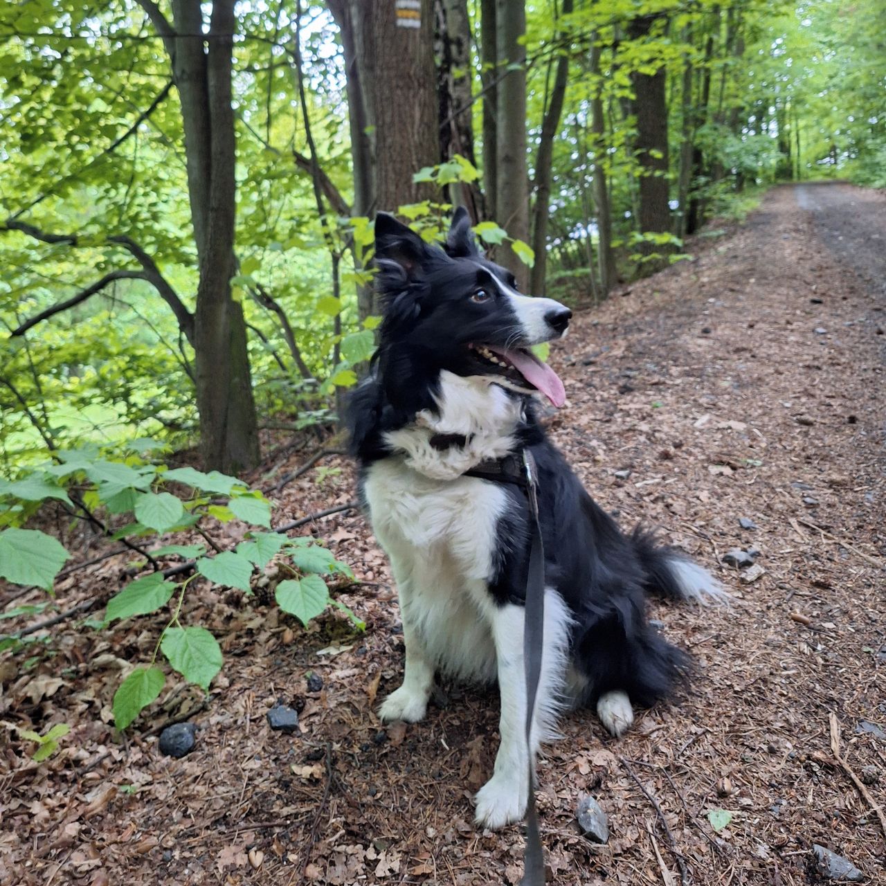 Soutěžní fotografie - Jessinka,  Border kolie