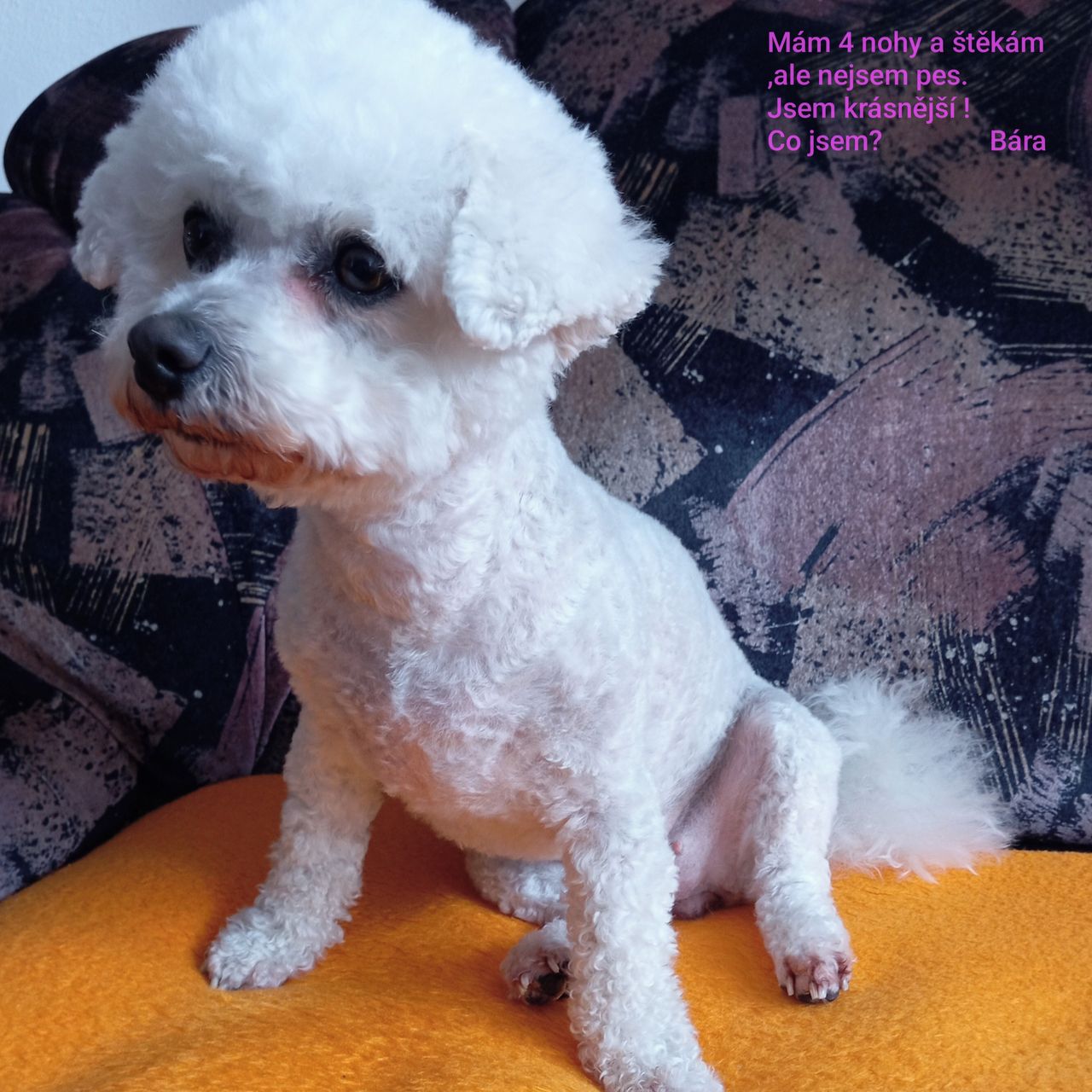 Soutěžní fotografie - Bára,  Bišonek