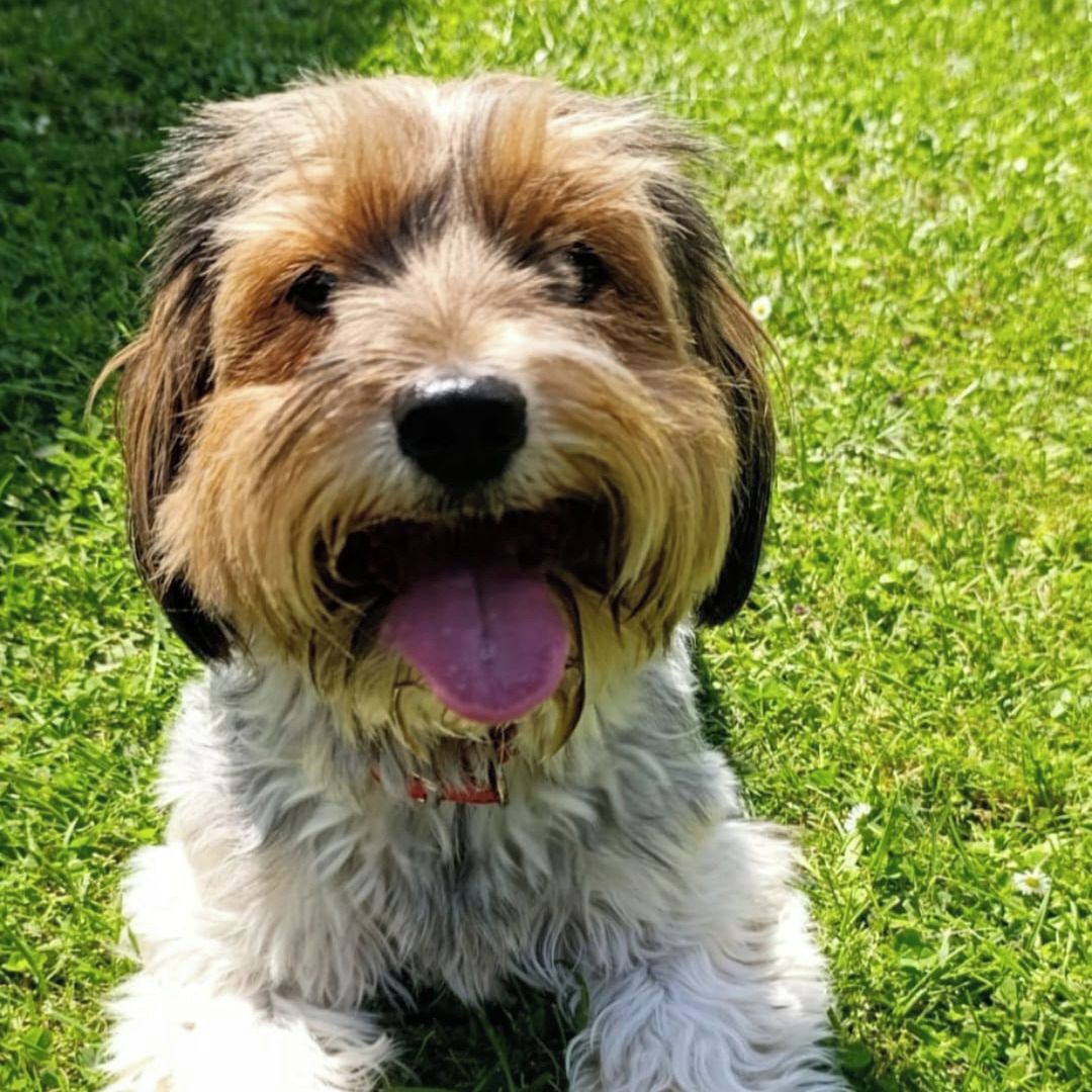 Soutěžní fotografie - Aida,  Yorkšírský terier