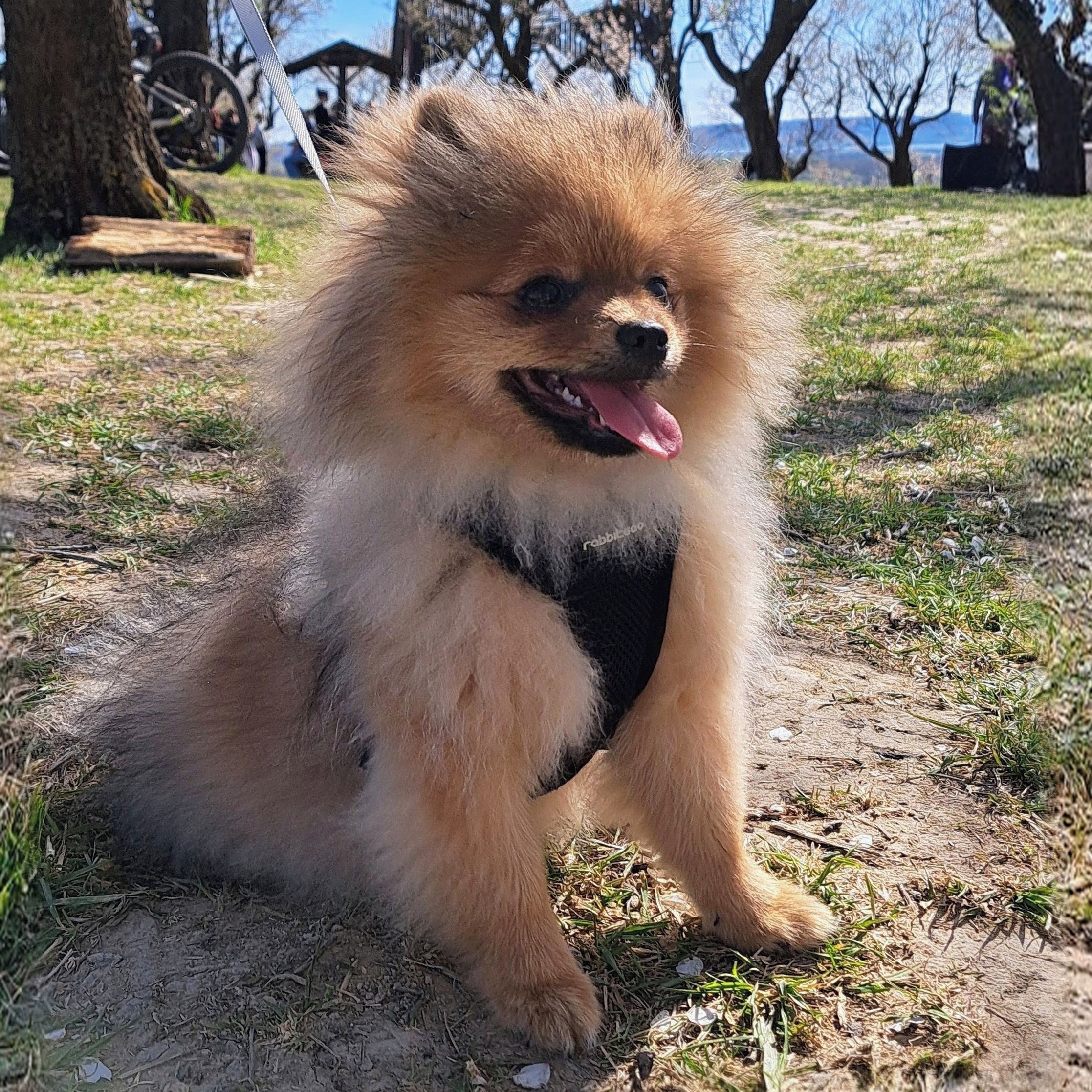 Soutěžní fotografie - Čiko,  Německý špic trpasličí