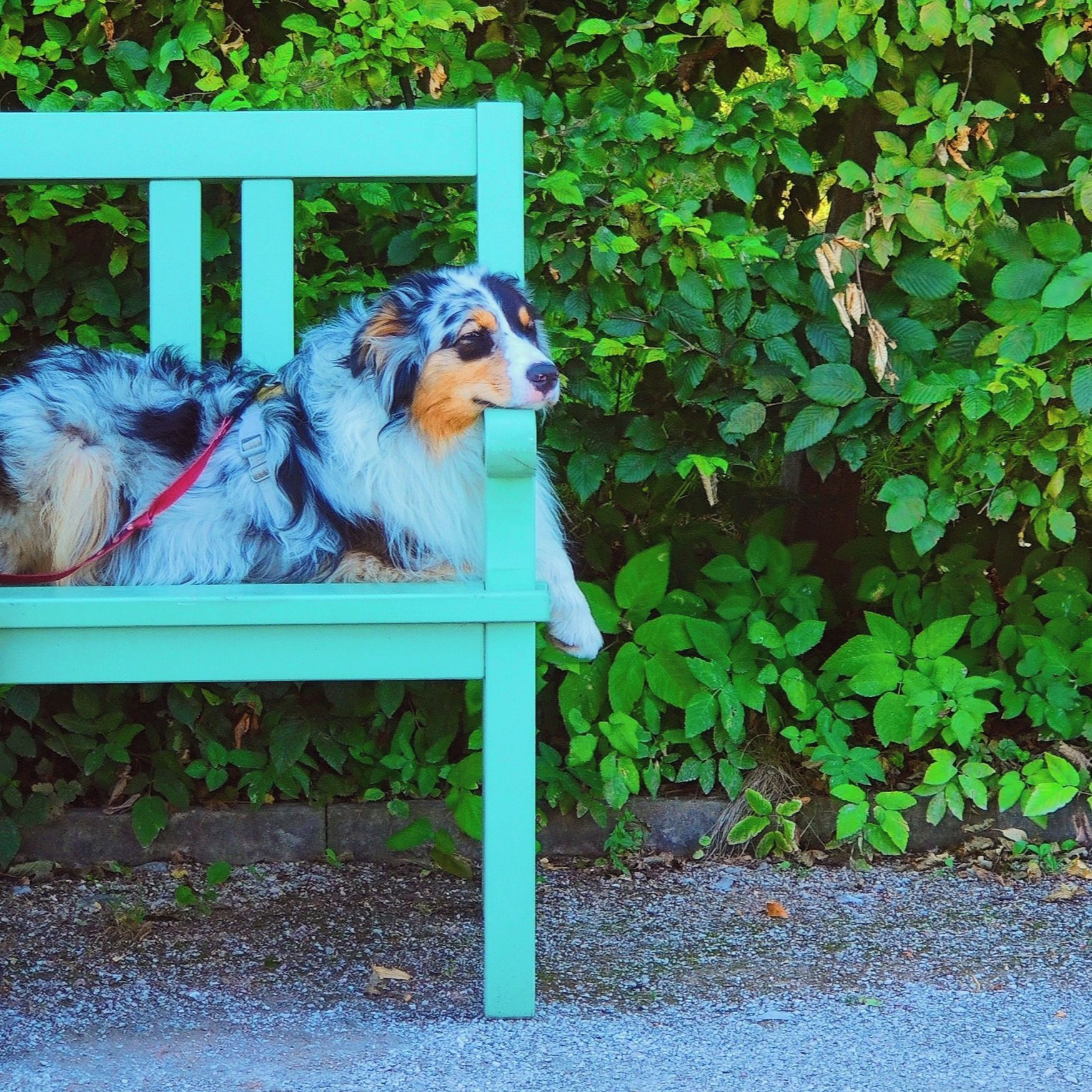 Soutěžní fotografie - Isaac,  Australský ovčák