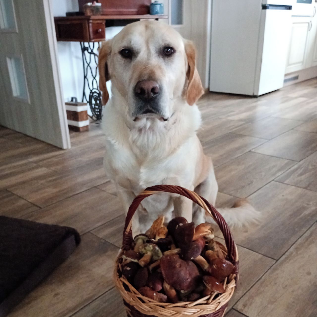 Soutěžní fotografie - Shelby,  Ostatní