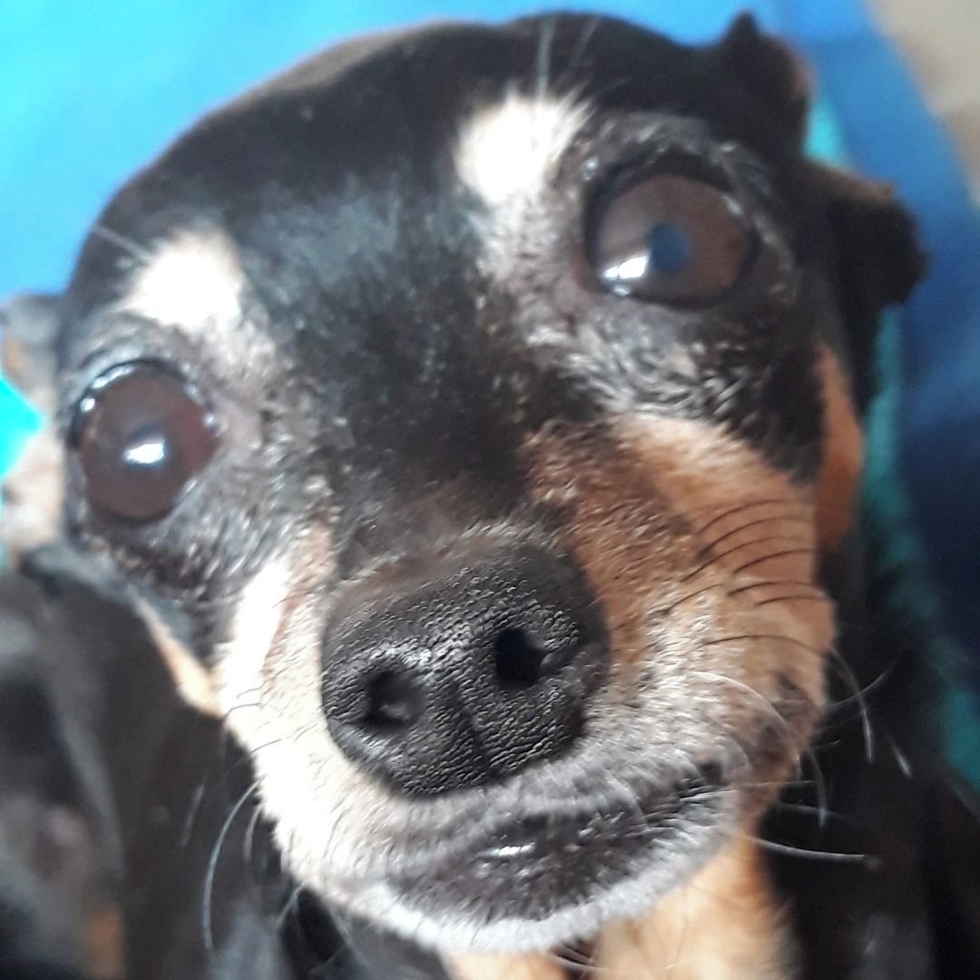 Soutěžní fotografie - Sisinka,  Pražský krysařík