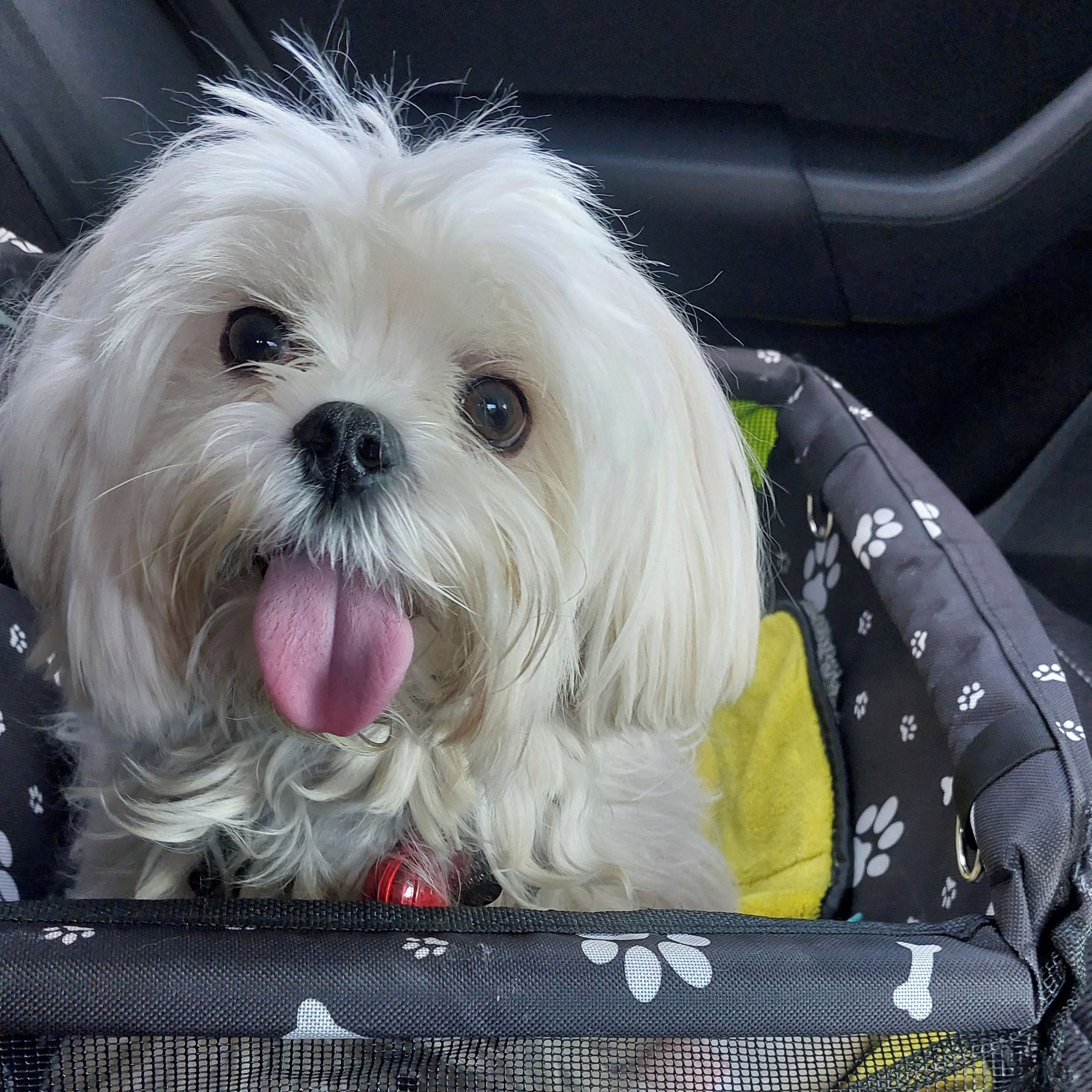 Soutěžní fotografie - Tonny,  Maltézský psík