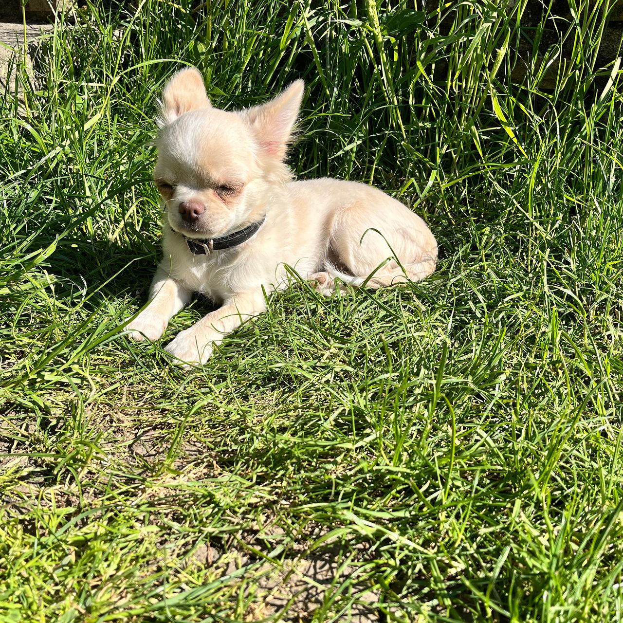 Soutěžní fotografie - Dustin,  Čivava