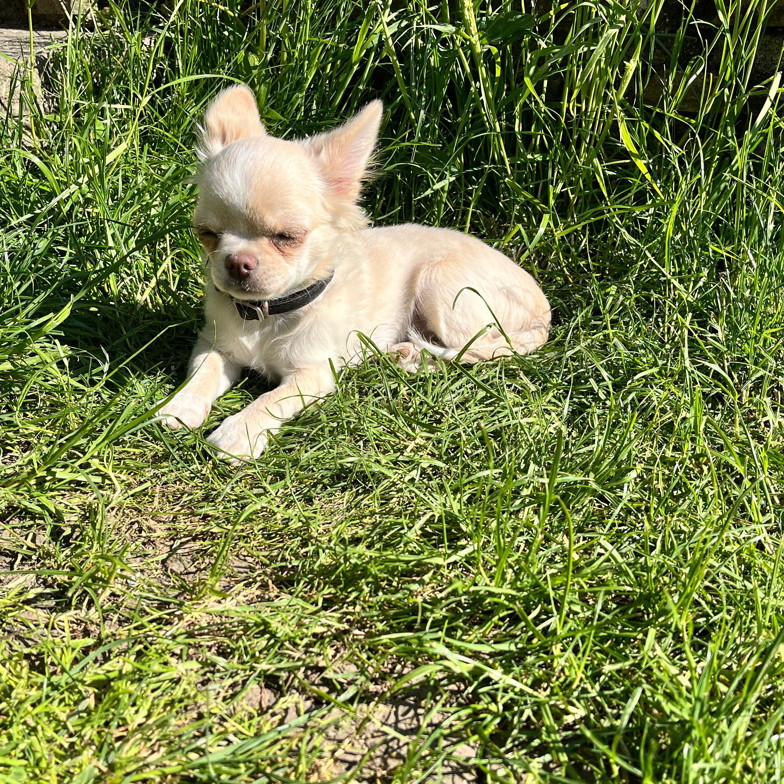 Soutěžní fotografie - Dustin,  Čivava