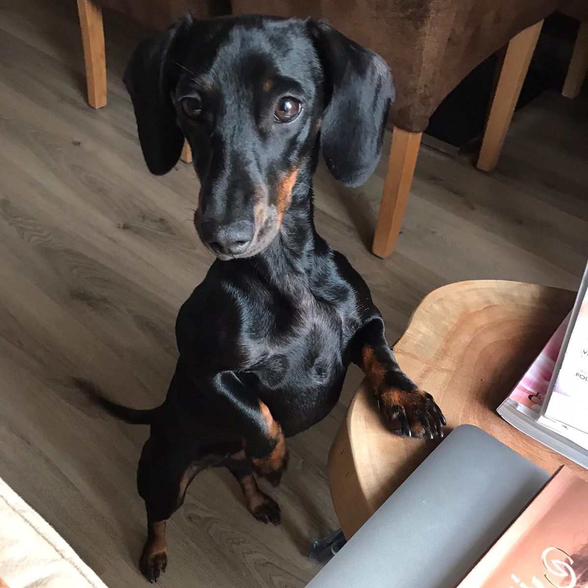 Soutěžní fotografie - Amy,  Jezevčík