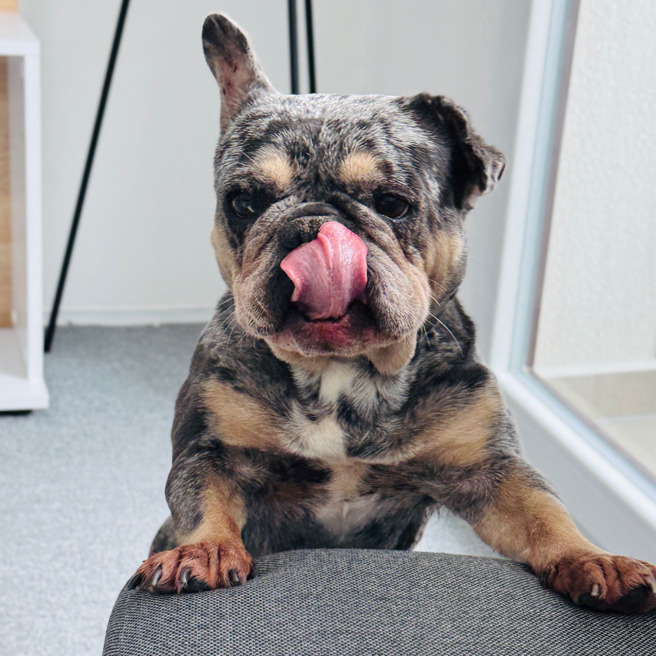 Soutěžní fotografie - Daisy,  Francouzský buldoček