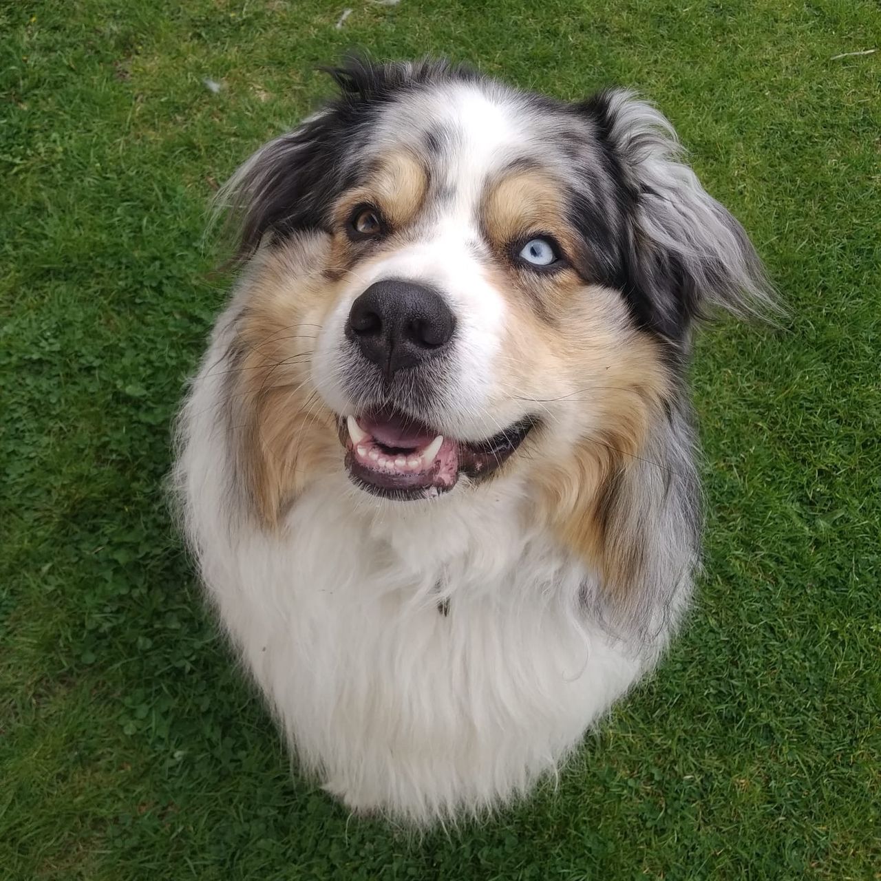 Soutěžní fotografie - Buddy,  Australský ovčák