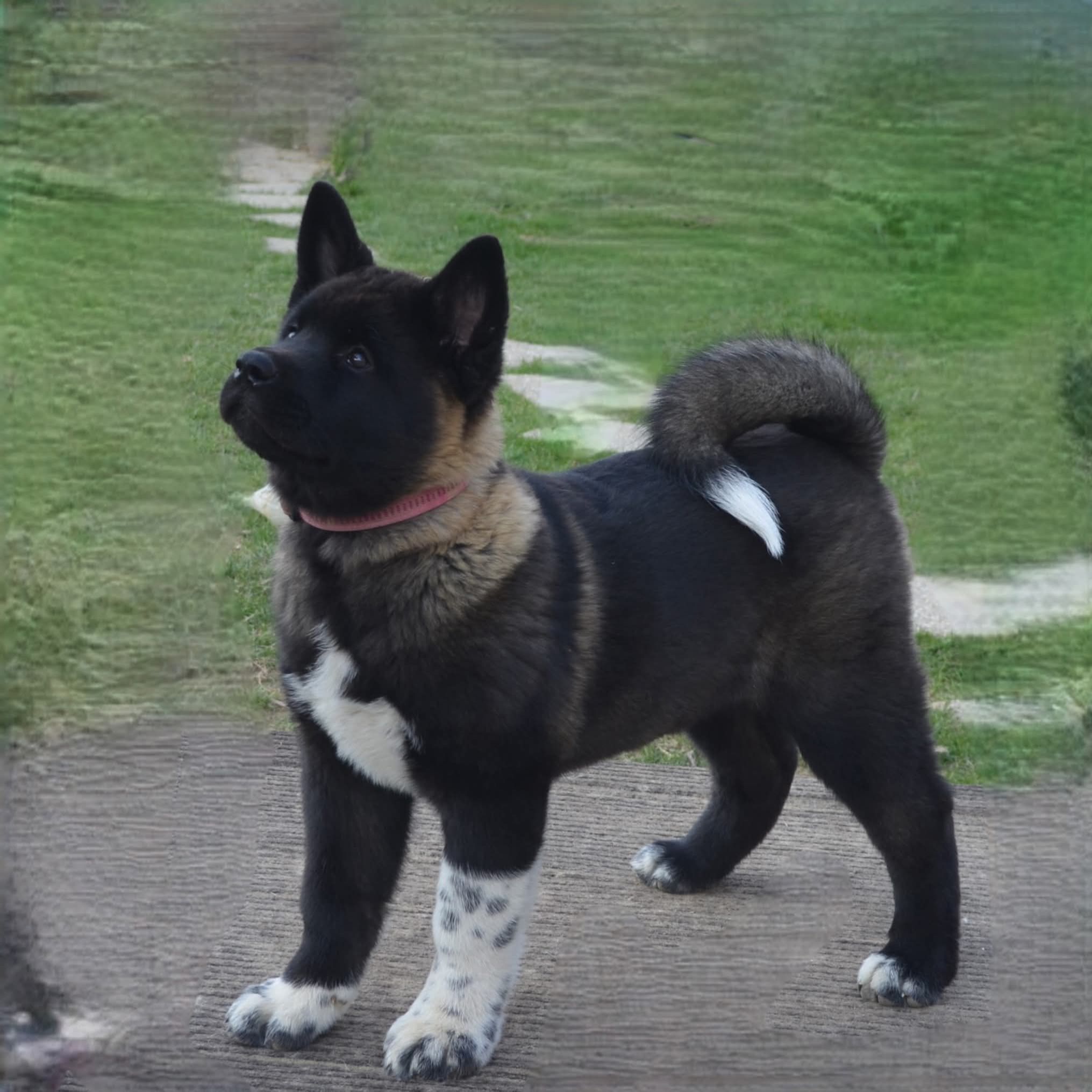 Soutěžní fotografie - Viky,  Americká akita