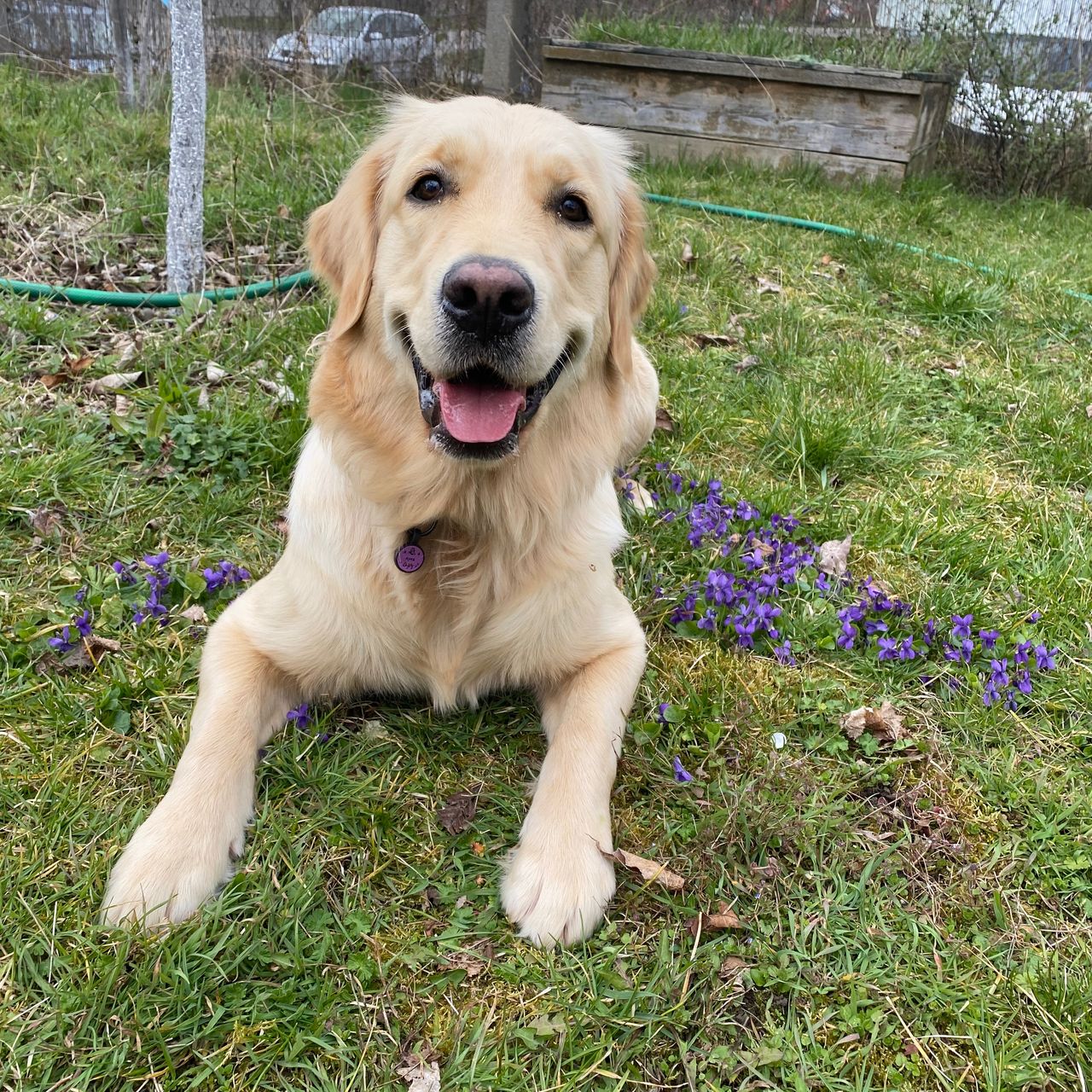 Soutěžní fotografie - Ayra,  Zlatý retriever