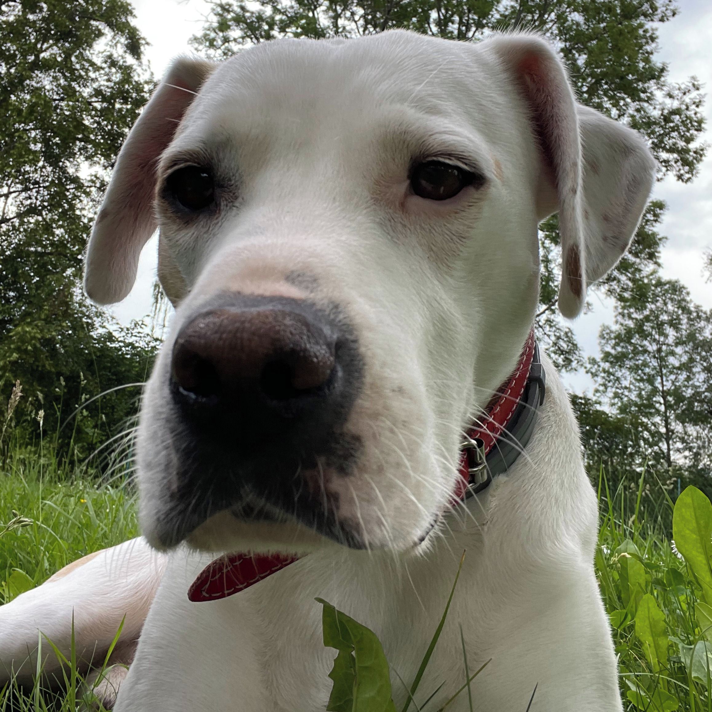 Soutěžní fotografie - Sam,  Ostatní