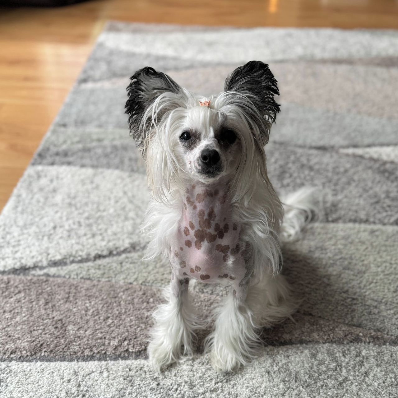 Soutěžní fotografie - Ebby,  Čínský chocholatý pes