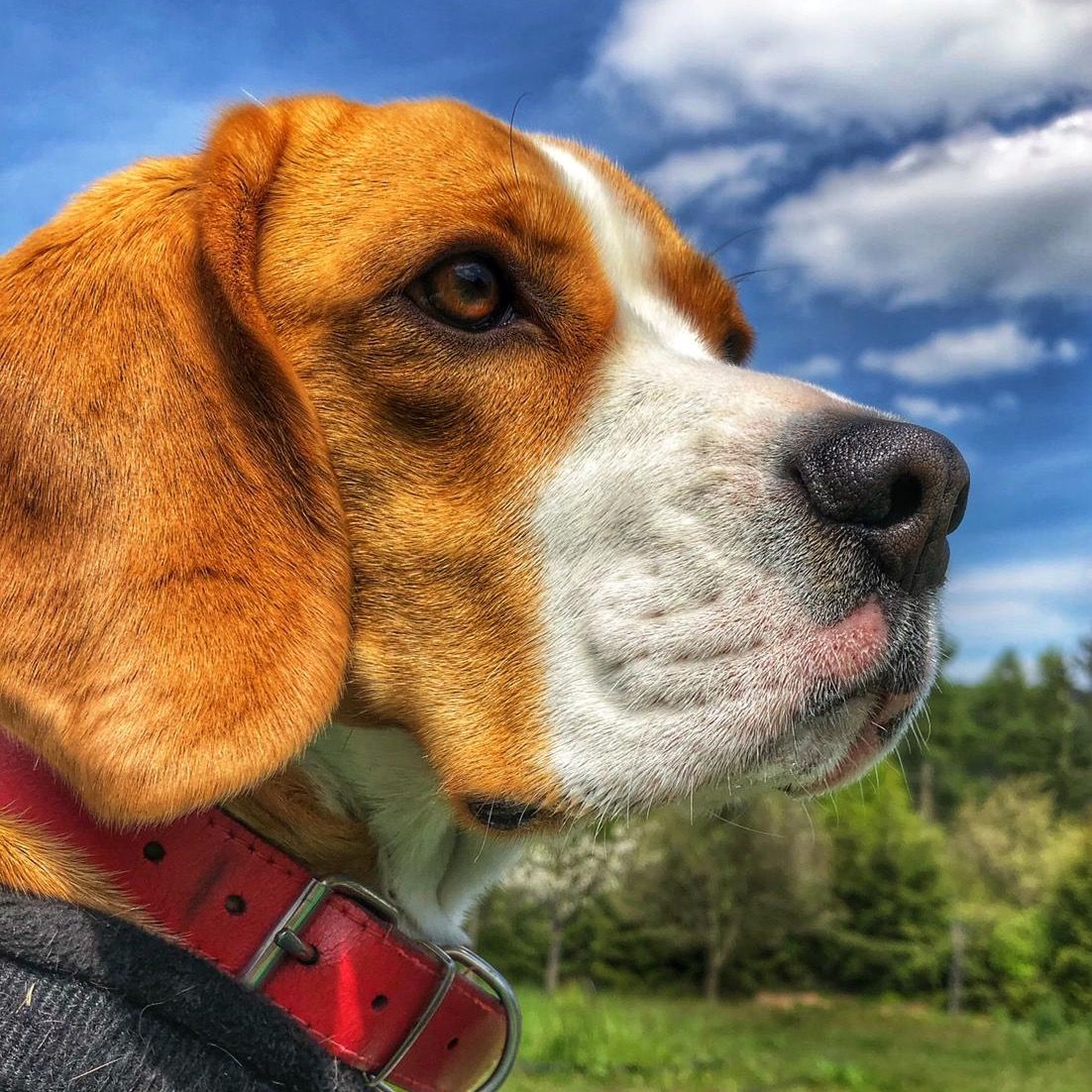 Soutěžní fotografie - Angie,  Beagle