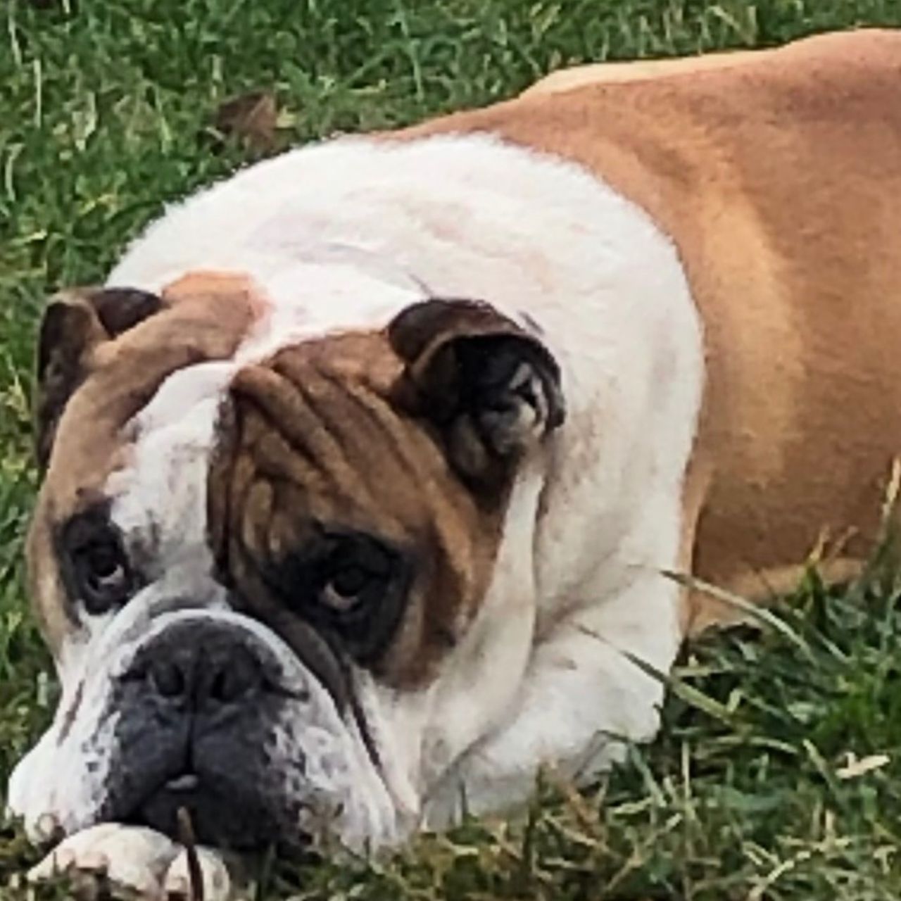 Soutěžní fotografie - Spike,  Anglický buldok