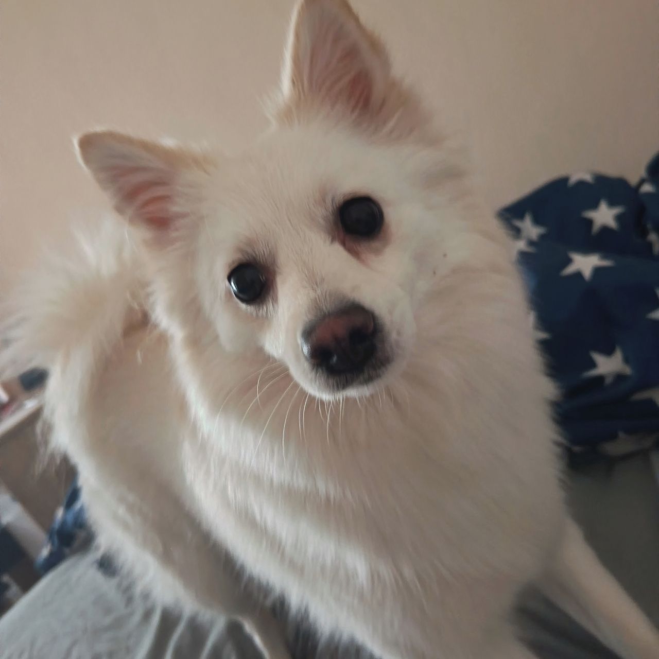 Soutěžní fotografie - Charlie,  Německý špic střední