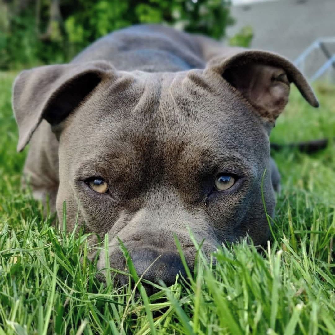 Soutěžní fotografie - Sunny,  Americký stafordširský terier