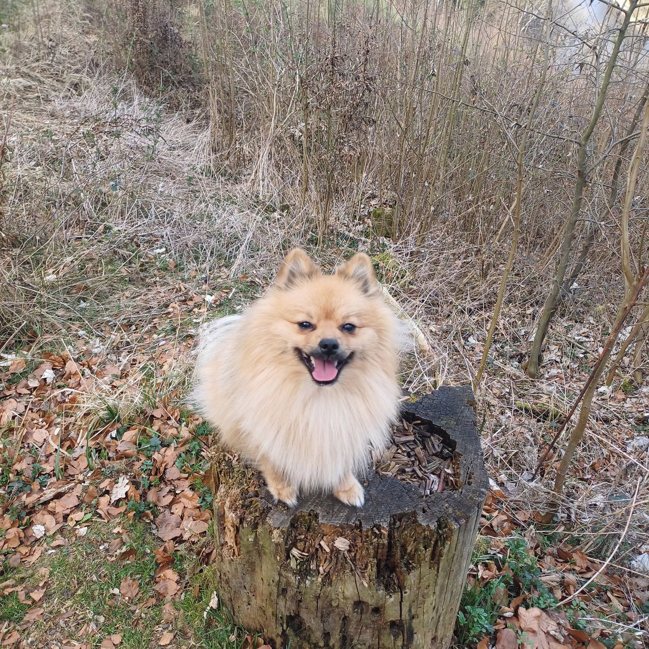 Soutěžní fotografie - Monty,  Německý špic trpasličí