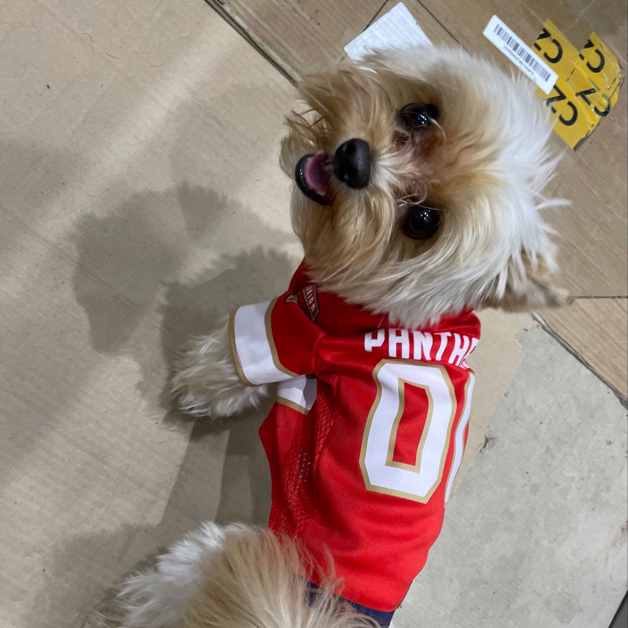 Soutěžní fotografie - Falco,  Yorkšírský terier