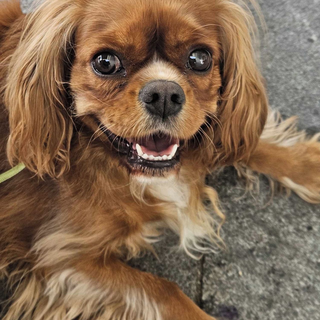 Soutěžní fotografie - Viky,  Kavalír King Charles španěl