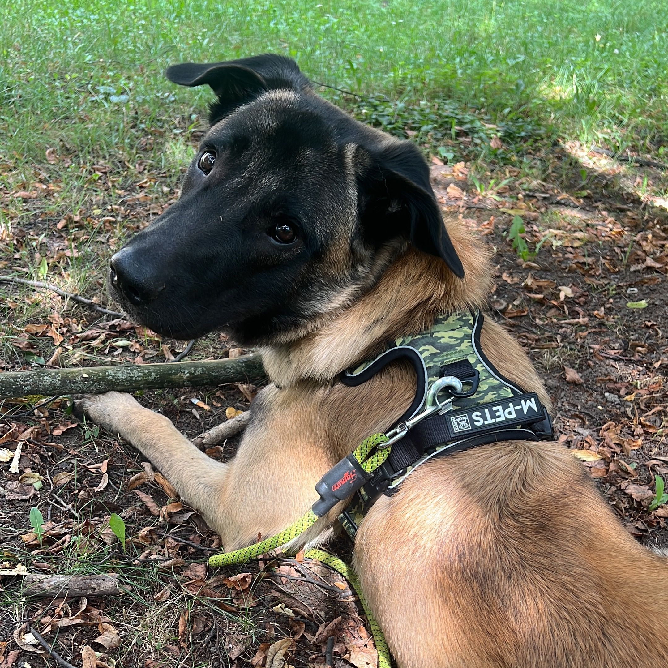Soutěžní fotografie - Ghost,  Belgický ovčák - Malinois