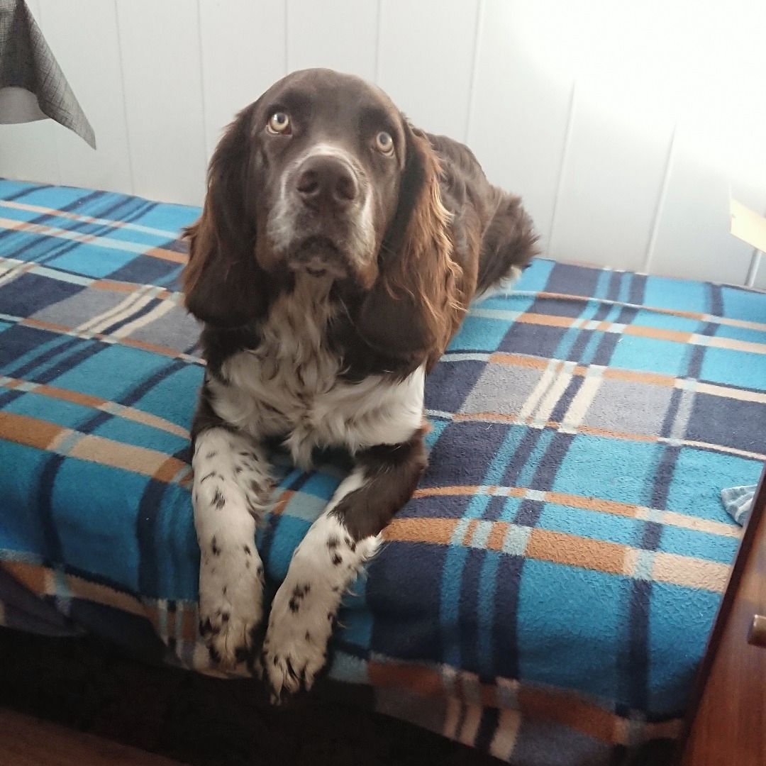 Soutěžní fotografie - FIN,  Německý křepelák