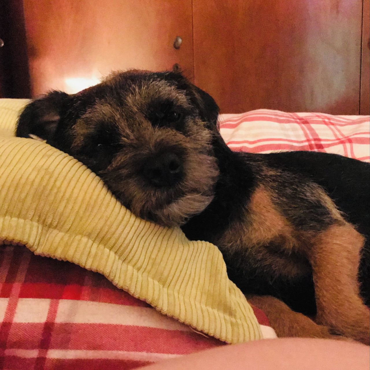 Soutěžní fotografie - BARON,  Border terier