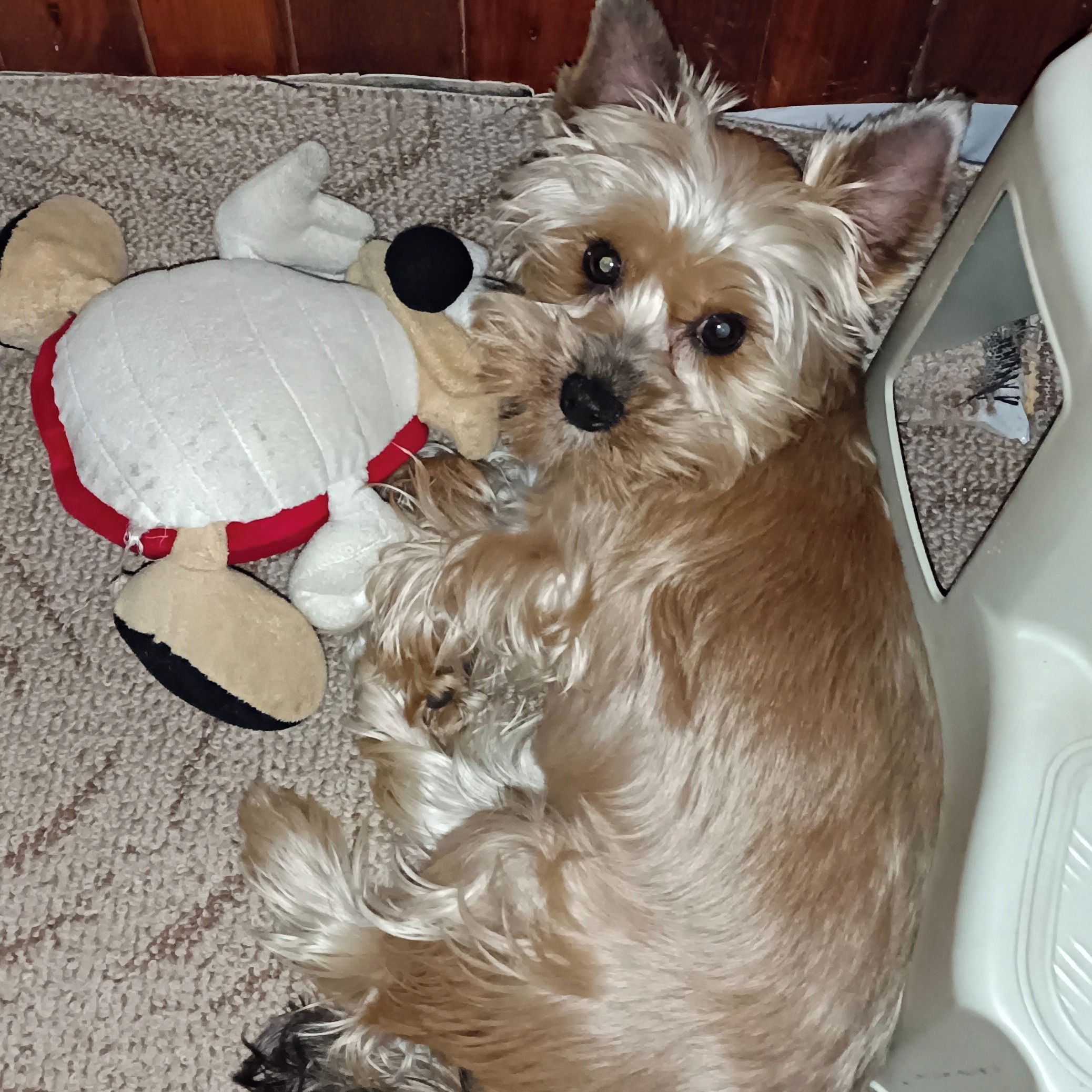 Soutěžní fotografie - WIKI,  Yorkšírský terier