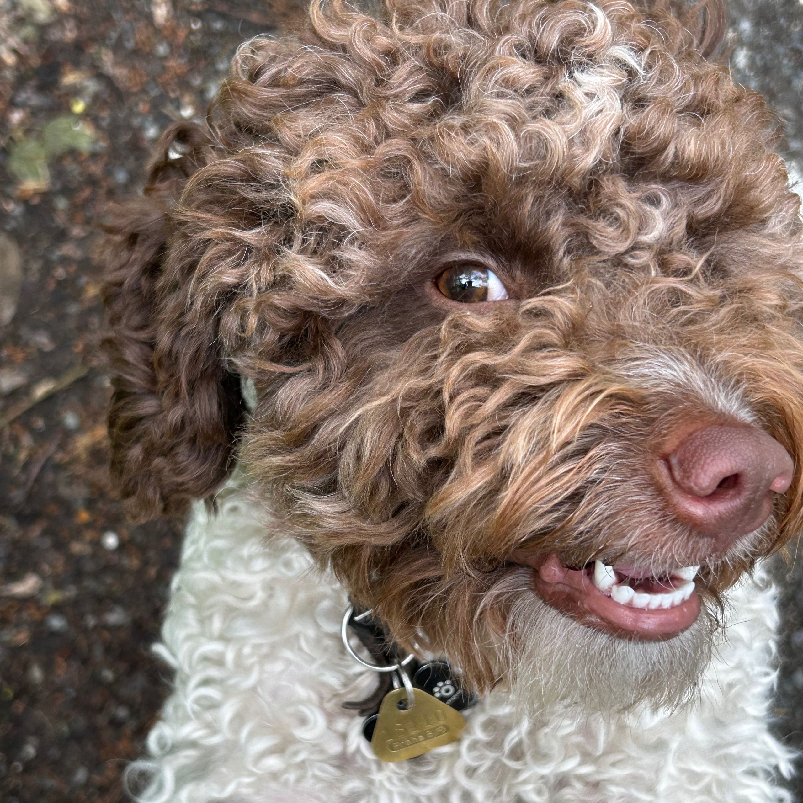 Soutěžní fotografie - Nutella,  Lagotto romagnolo