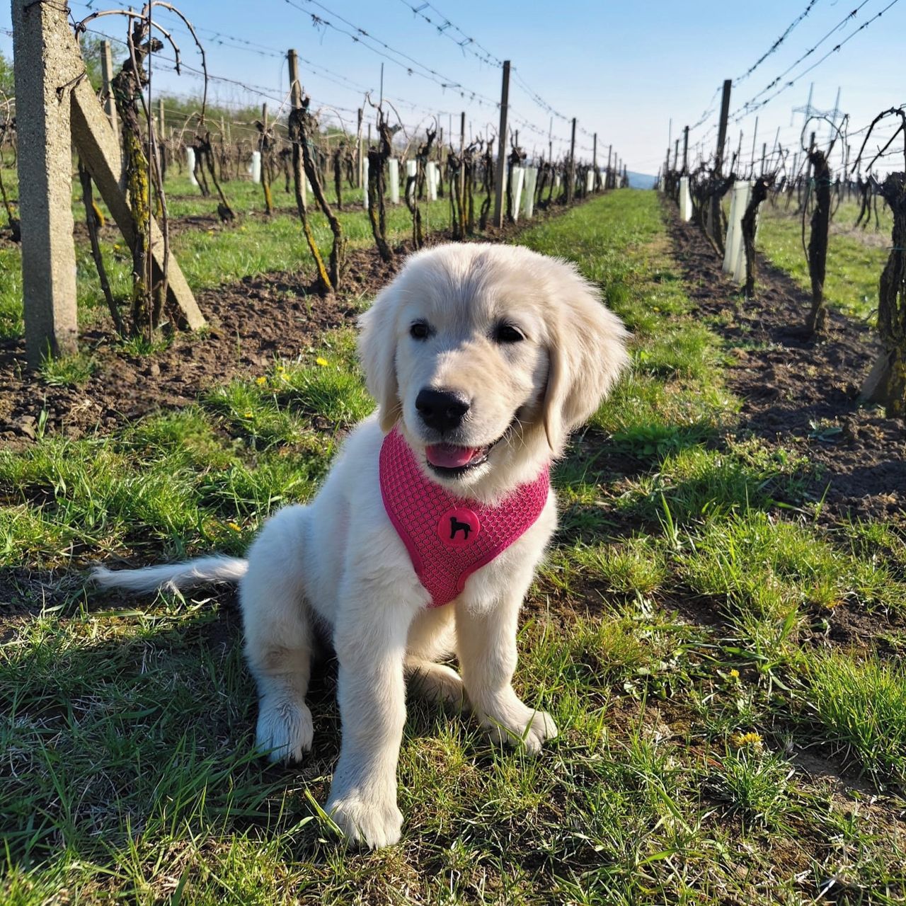 Soutěžní fotografie - Honey,  Zlatý retriever