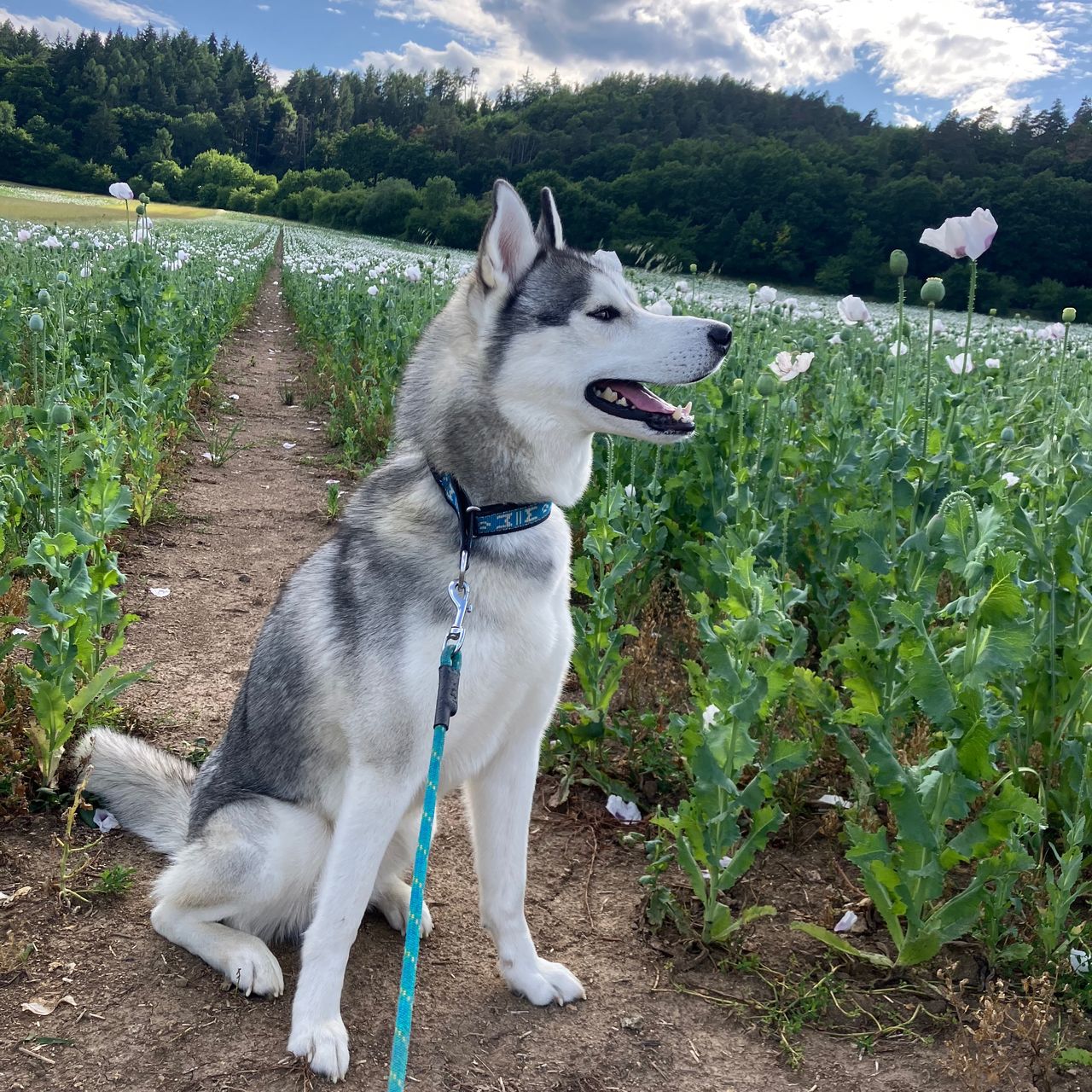 Soutěžní fotografie - Asmo,  Sibiřský husky