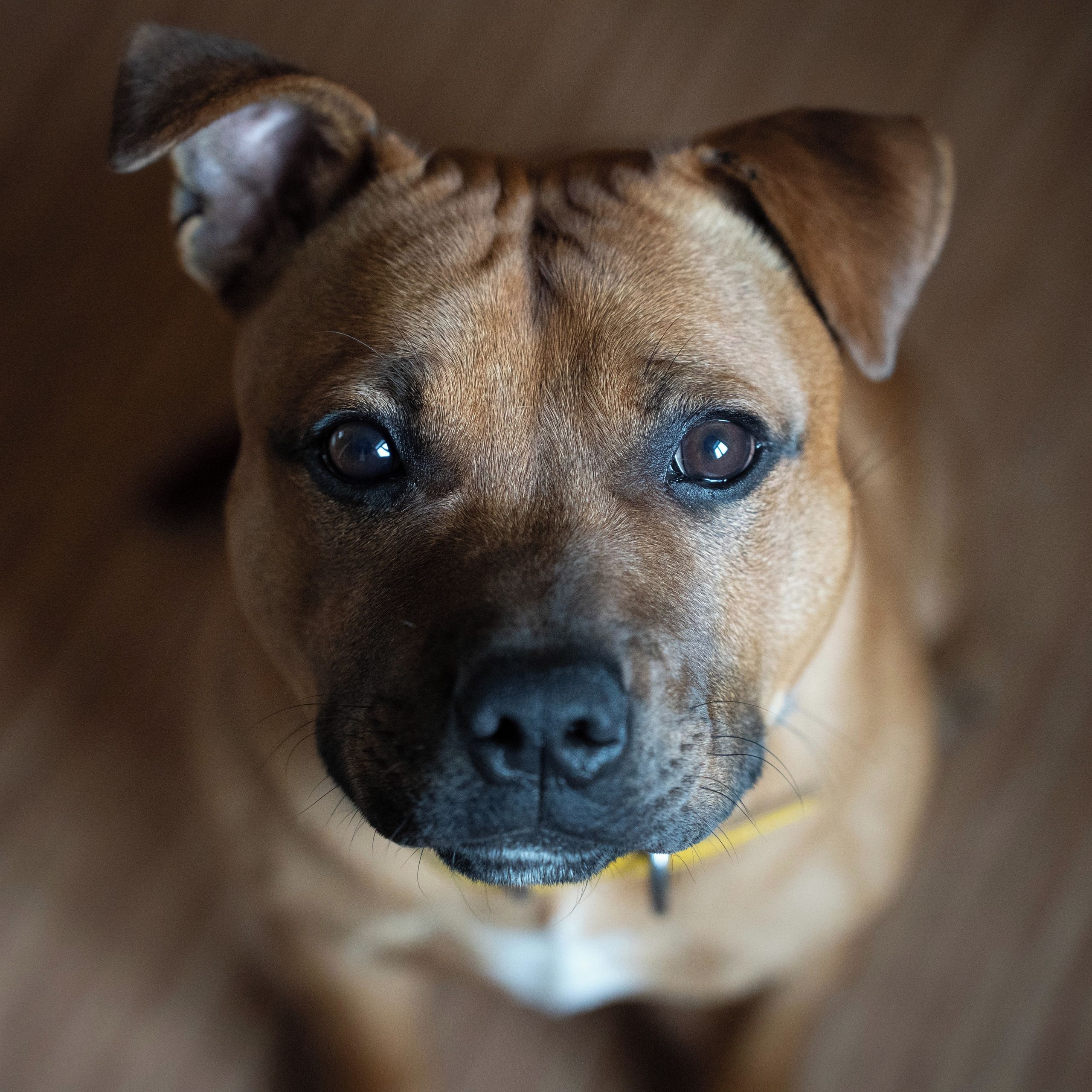 Soutěžní fotografie - Casper,  Stafordšírský bullterier