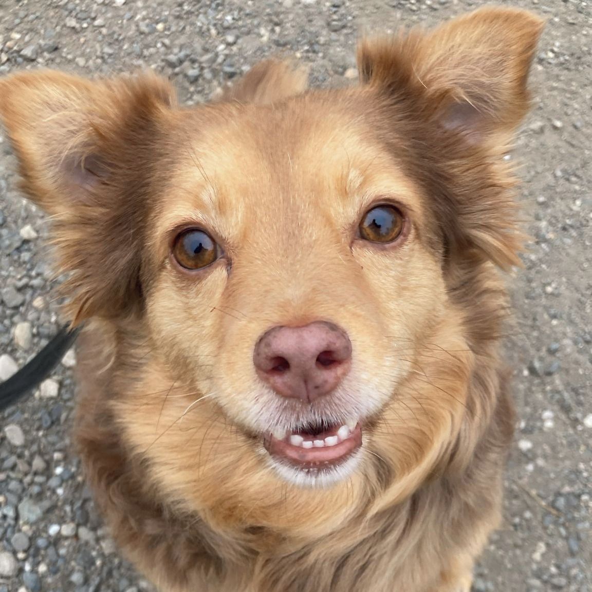 Soutěžní fotografie - Sofie,  Border kolie