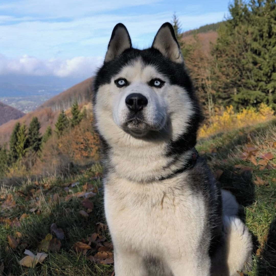 Soutěžní fotografie - Blue,  Sibiřský husky