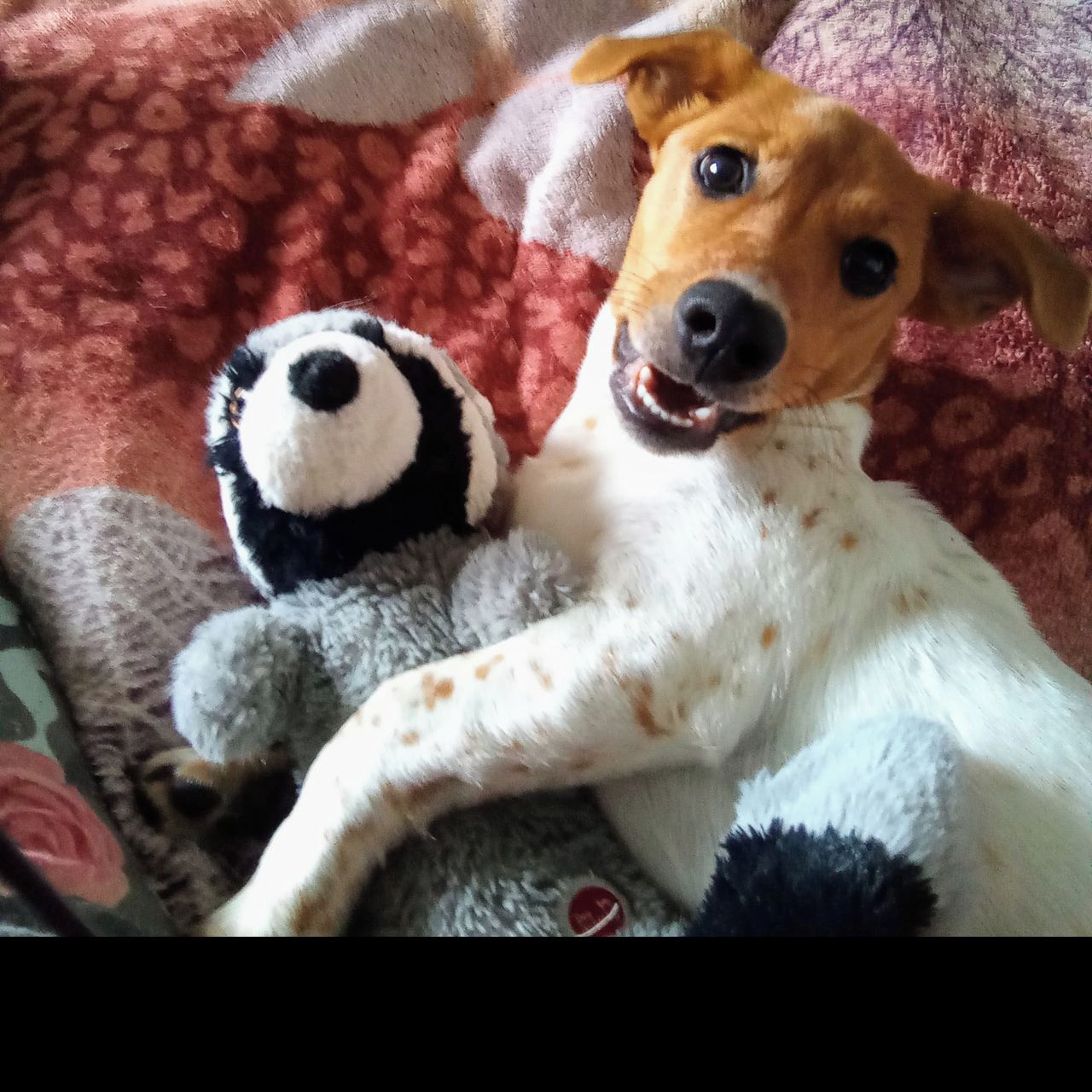 Soutěžní fotografie - Jack,  Jack Russell Teriér