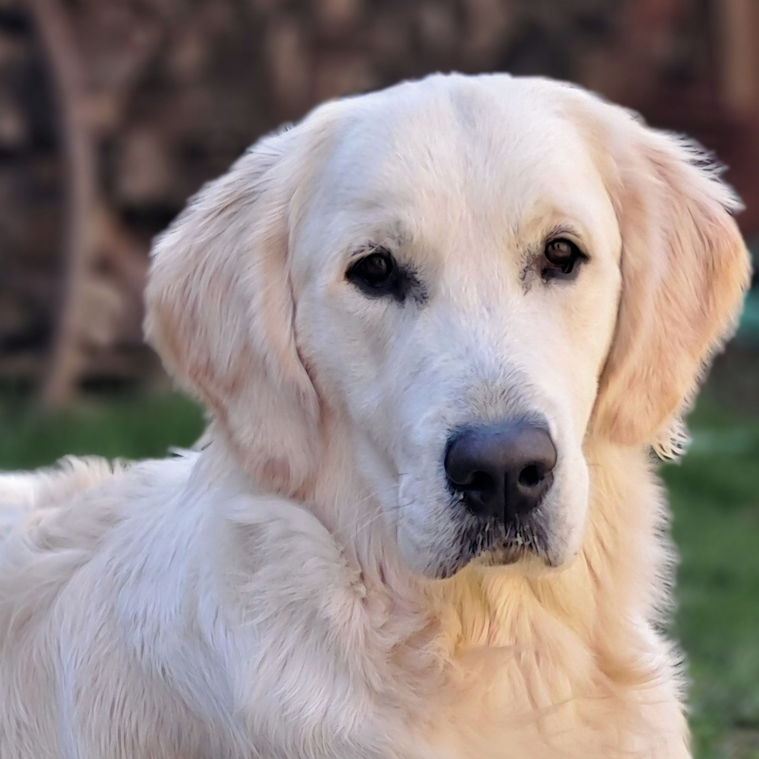 Soutěžní fotografie - Bailey,  Zlatý retriever