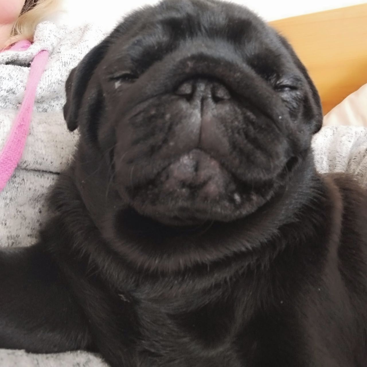 Soutěžní fotografie - Aranka,  Mops