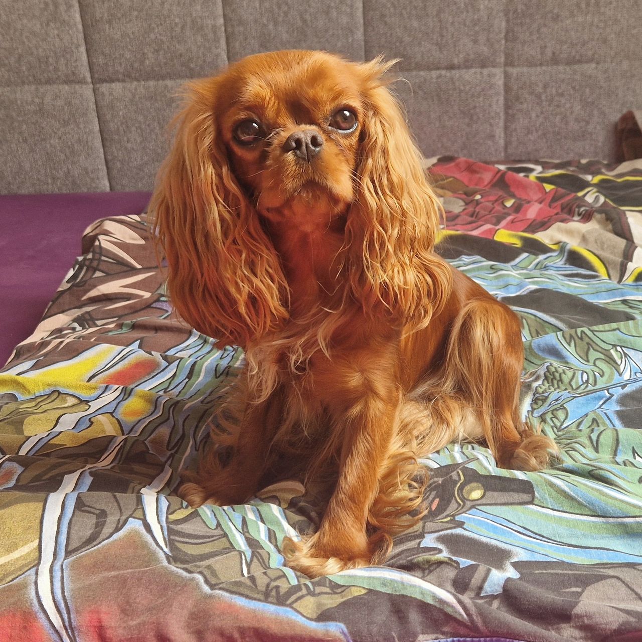 Soutěžní fotografie - Hayley,  Kavalír King Charles španěl