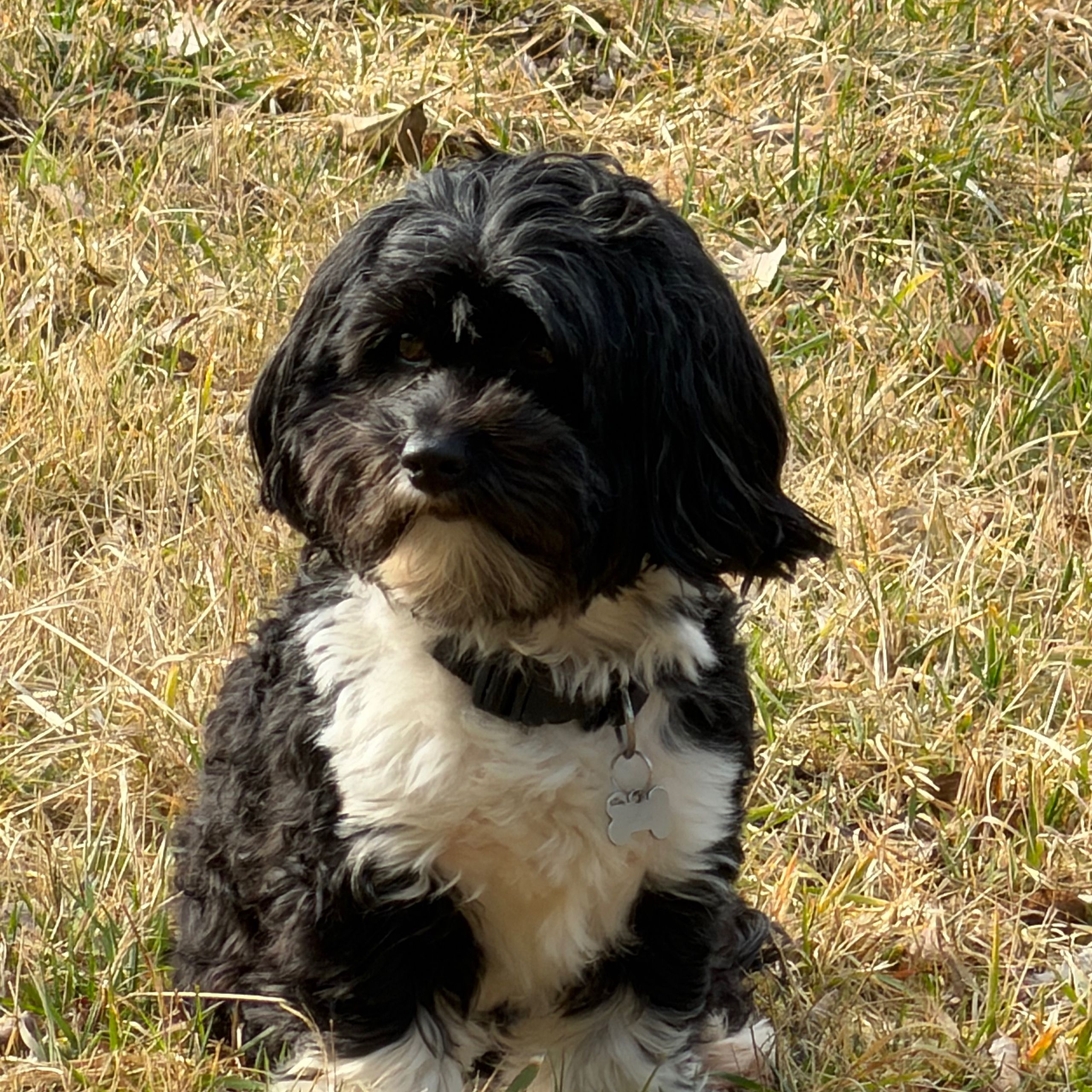 Soutěžní fotografie - Bax,  Havanský psík